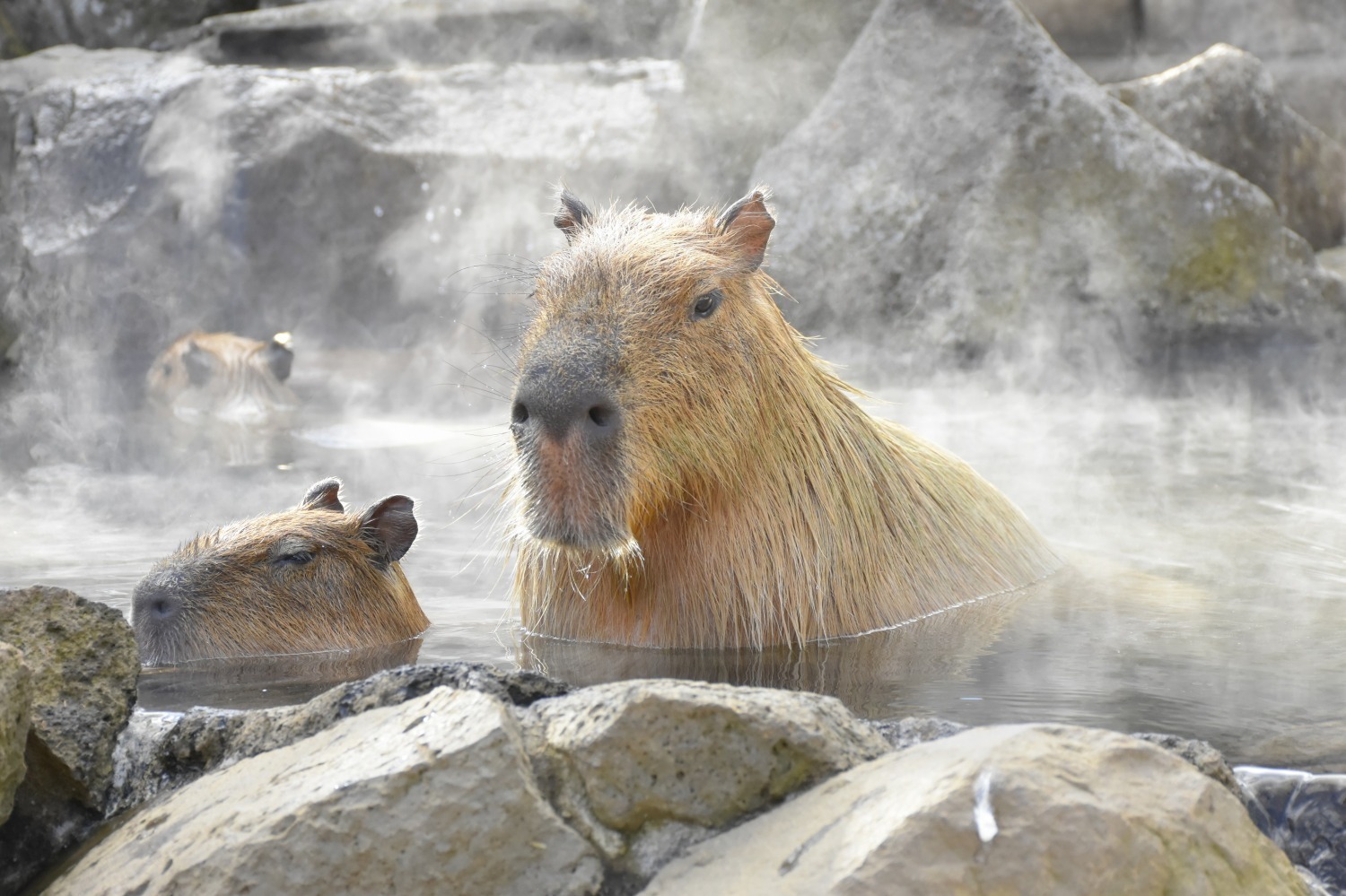いしかわ動物園,埼玉県こども動物自然公園,長崎バイオパーク「カピバラの長風呂対決」