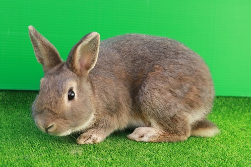 よみうりランド