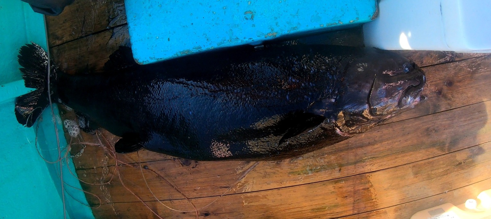 サンシャイン水族館「ゾクゾク深海生物2023」大型深海魚“ヨコヅナイワシ”の冷凍標本を国内初展示｜写真3