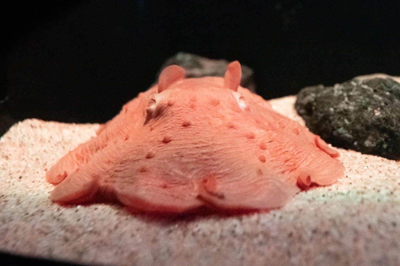 水族館｜サンシャイン水族館「ゾクゾク深海生物2023」大型深海魚“ヨコヅナイワシ”の冷凍標本を国内初展示