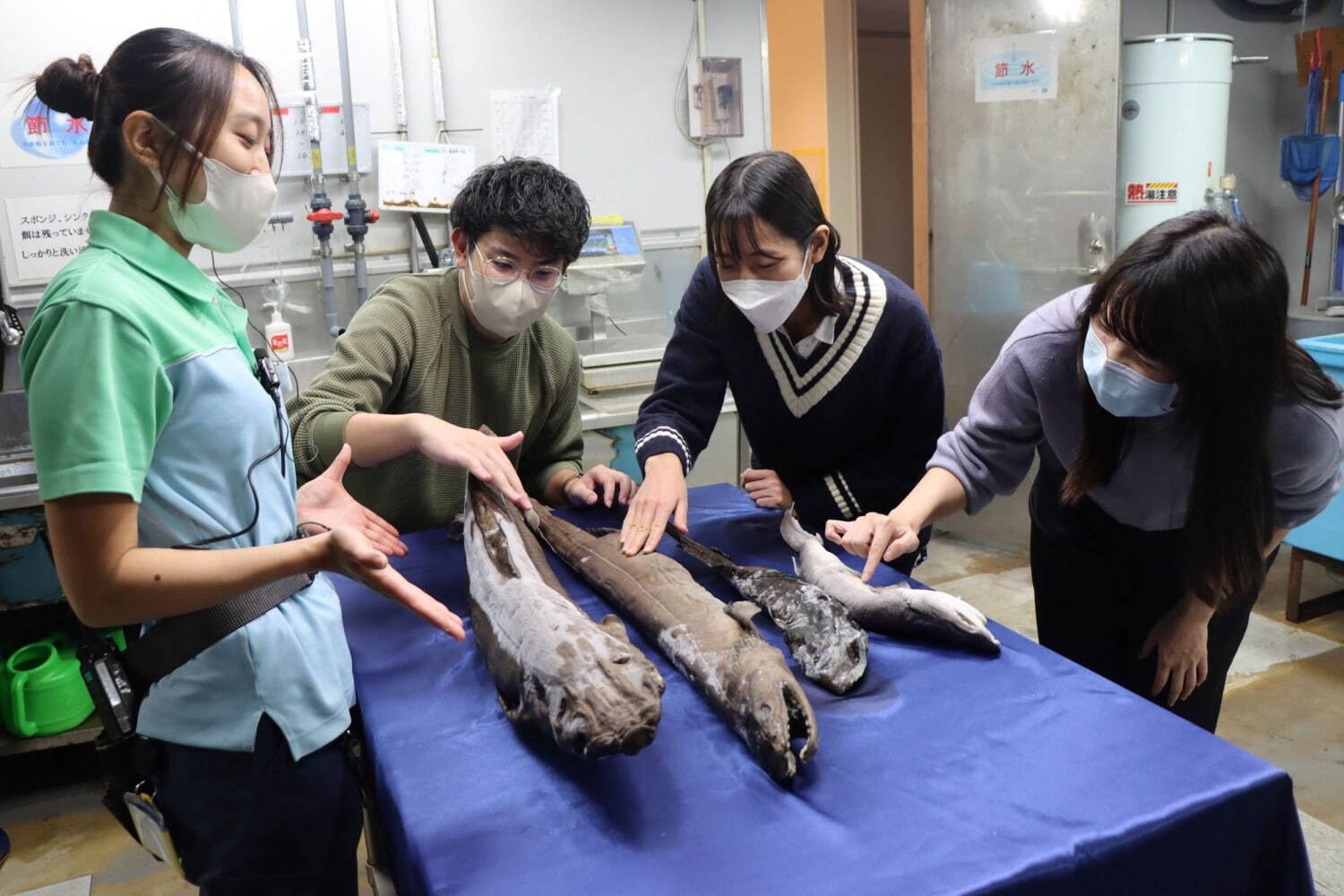 サンシャイン水族館「ゾクゾク深海生物2023」大型深海魚“ヨコヅナイワシ”の冷凍標本を国内初展示｜写真4