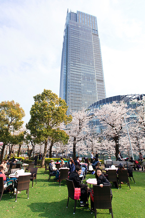 東京ミッドタウンでお花見「ミッドタウン・ブロッサム 2014」開催、スパークリングワインの振る舞いも｜写真2