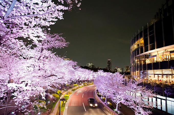 東京ミッドタウンでお花見「ミッドタウン・ブロッサム 2014」開催、スパークリングワインの振る舞いも | 写真