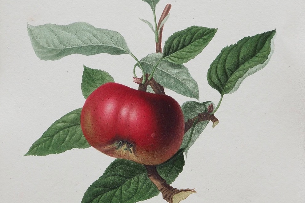 芸術家｜展覧会「おいしいボタニカル・アート」静岡市美術館で、植物画など約200点から英国食文化の展開を紹介