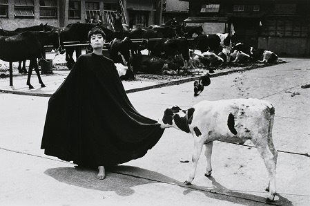 深瀬昌久 《屠、芝浦》 「遊戯」より 1963年 東京都写真美術館蔵
©深瀬昌久アーカイブス