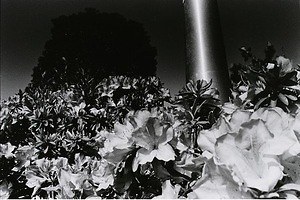 “私写真の先駆者”深瀬昌久、日本初の大回顧展が東京都写真美術館で -「洋子」をはじめ主要作品が一堂に