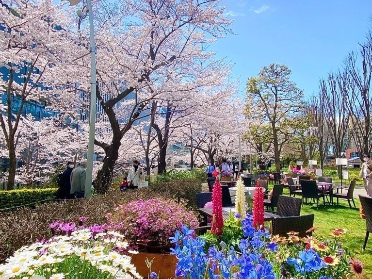 東京ミッドタウンの春イベント「ミッドタウン ブロッサム」桜並木が続く散歩道＆屋外ラウンジ｜写真6