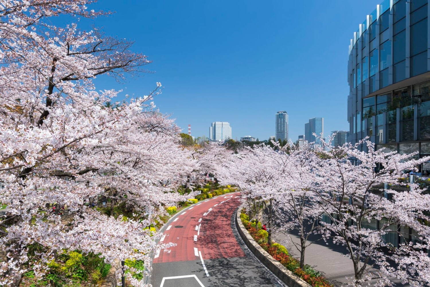 ＜東京ミッドタウン＞桜並木が続く散歩道
