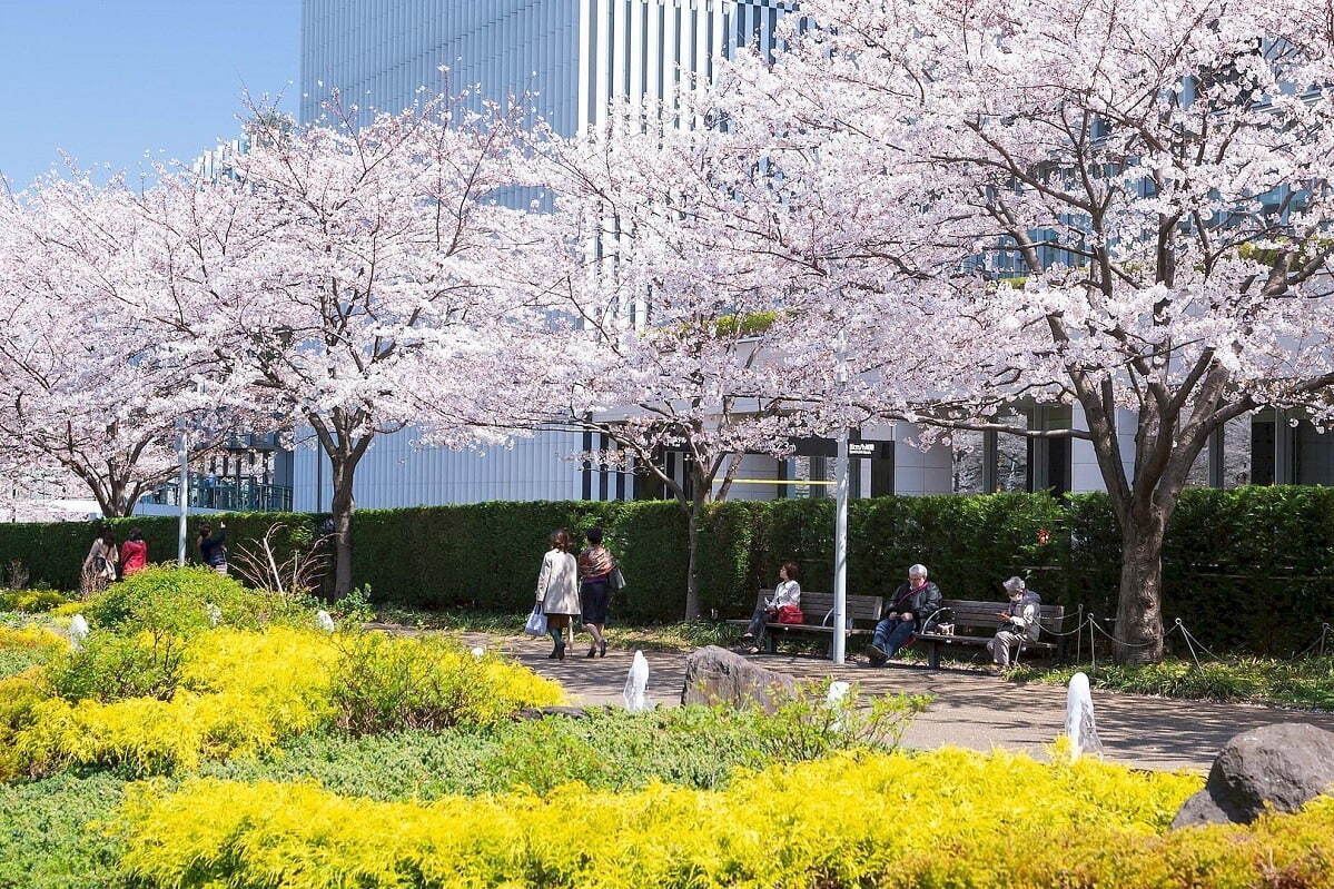 東京ミッドタウンの春イベント「ミッドタウン ブロッサム」桜並木が続く散歩道＆屋外ラウンジ｜写真3