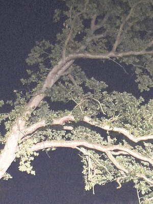 バウム ウンド ヘルガーテン(BAUM UND PFERDGARTEN) 2023年春夏ウィメンズコレクション  - 写真21