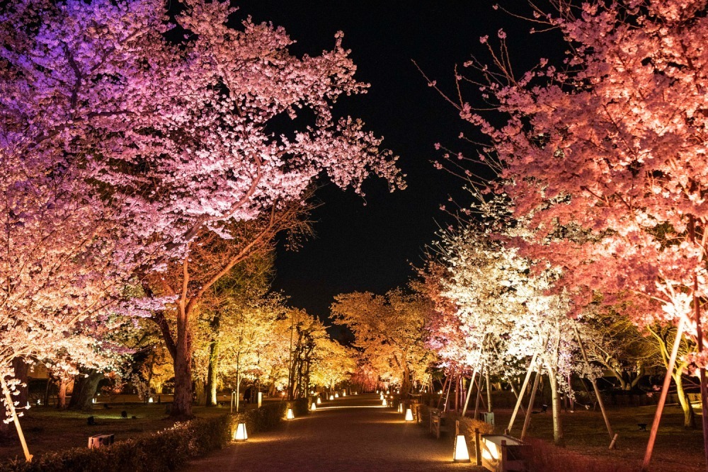 京都・二条城のライトアップ「ネイキッド フラワーズ 2023 桜」デジタルアート×アロマ演出｜写真4
