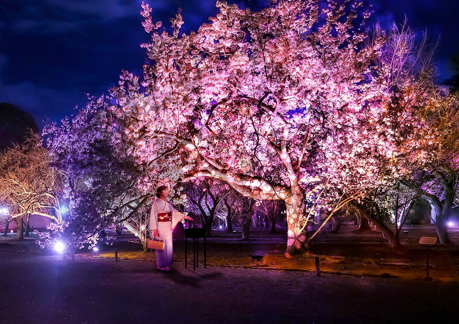 京都・二条城のライトアップ「ネイキッド フラワーズ 2023 桜」デジタルアート×アロマ演出｜写真2