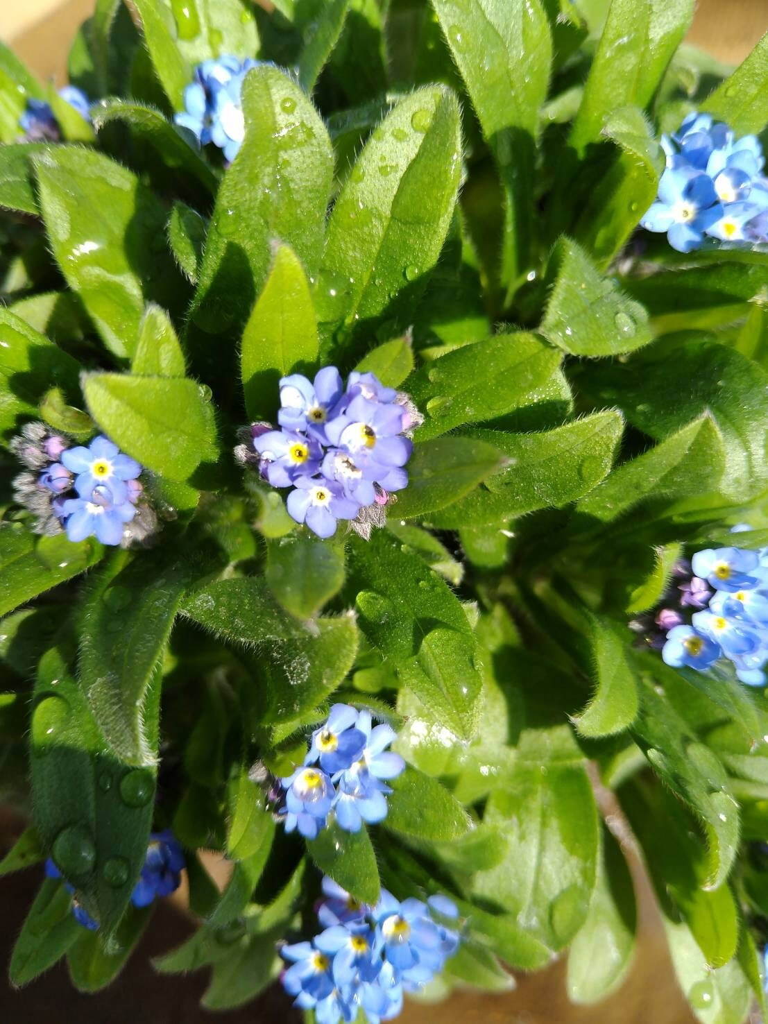 横浜赤レンガ倉庫「フラワー ガーデン 2023」約2万株の花々が広がる花畑、お花の無料配布も｜写真10