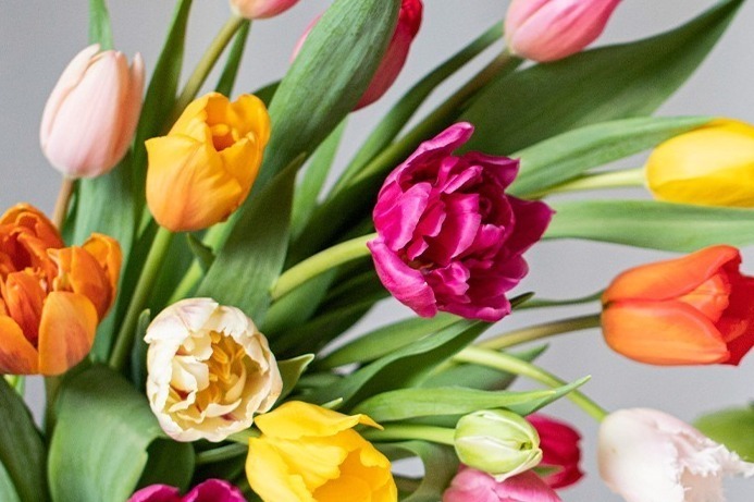 「青山チューリップ祭り」