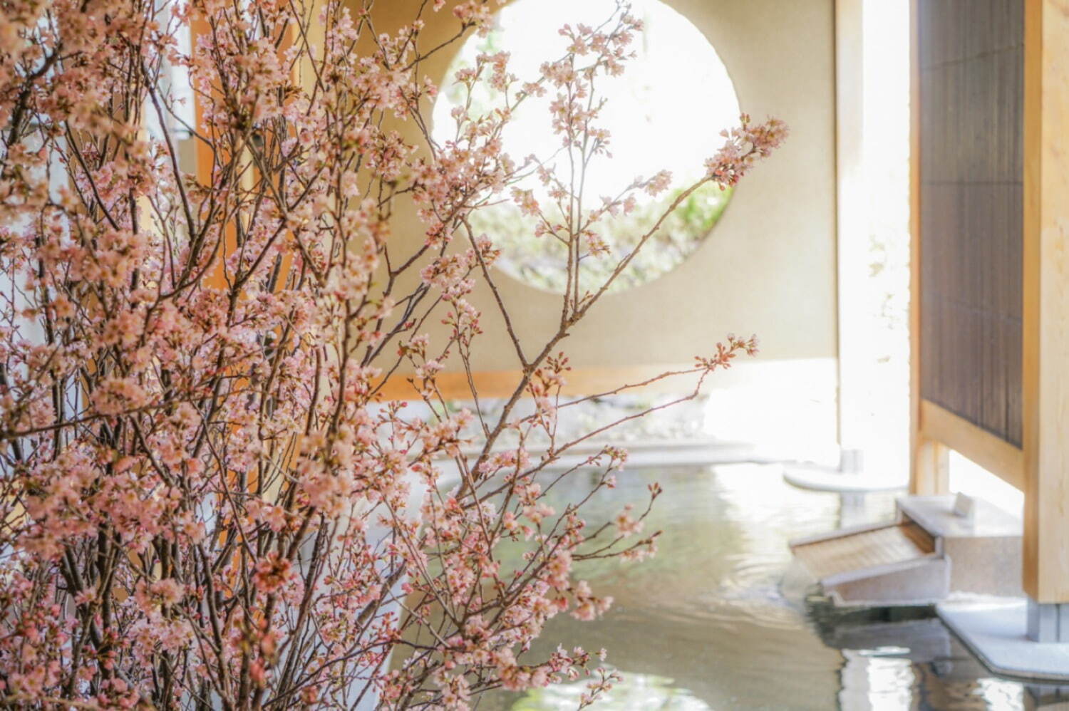 星野リゾートの温泉旅館「界」美しく咲き誇る“桜×温泉”イベント、春気分高める三色団子やお茶も｜写真9