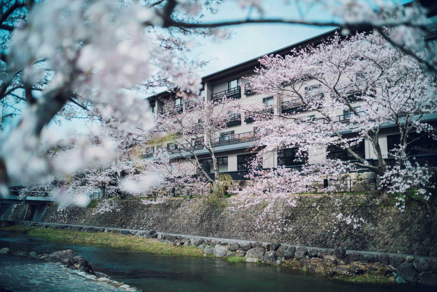 星野リゾートの温泉旅館「界」美しく咲き誇る“桜×温泉”イベント、春気分高める三色団子やお茶も｜写真11