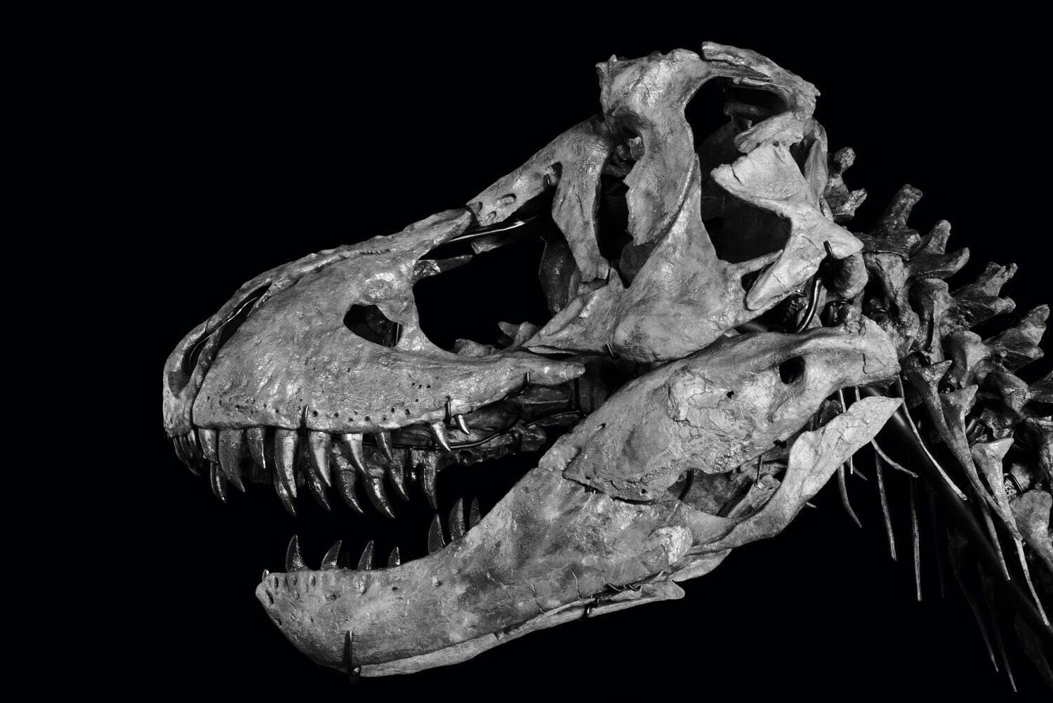 特別展「恐竜博2023」国立科学博物館で、鎧竜ズール・クルリヴァスタトルの実物化石を日本初公開｜写真14