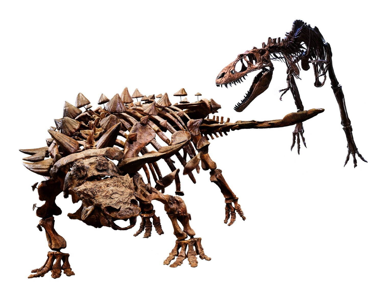 特別展「恐竜博2023」国立科学博物館で、鎧竜ズール・クルリヴァスタトルの実物化石を日本初公開｜写真1