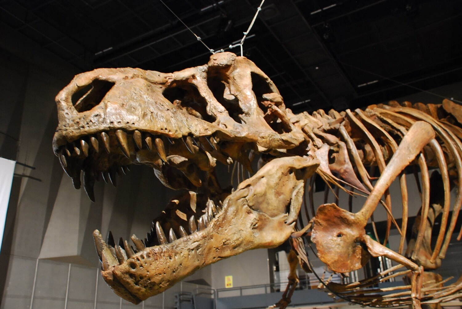 特別展「恐竜博2023」国立科学博物館で、鎧竜ズール・クルリヴァスタトルの実物化石を日本初公開｜写真3