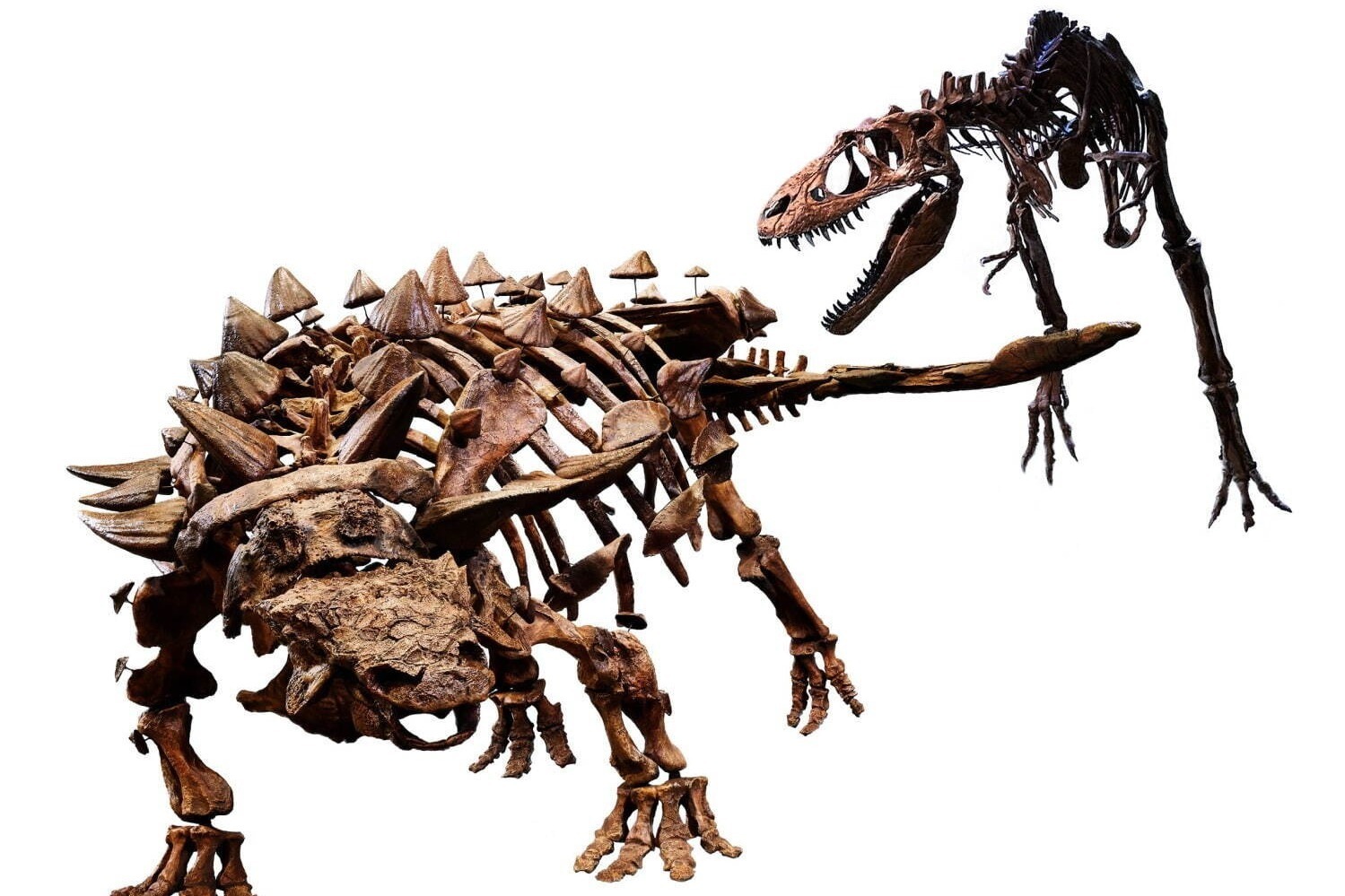 特別展「恐竜博2023」国立科学博物館で、鎧竜ズール・クルリヴァス