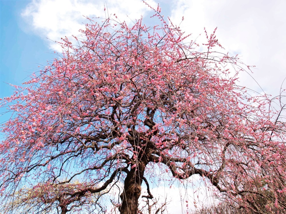 大阪「万博記念公園 梅まつり」約680本の梅が咲くイベント、チョーヤ梅酒飲み比べ＆梅スイーツも｜写真3