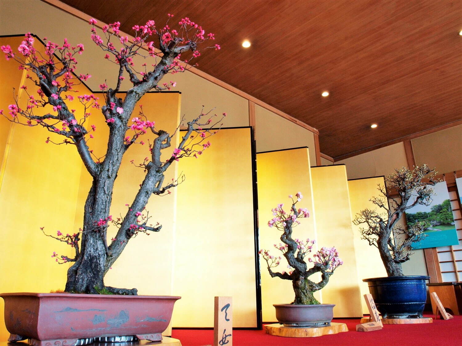大阪「万博記念公園 梅まつり」約680本の梅が咲くイベント、チョーヤ梅酒飲み比べ＆梅スイーツも｜写真14