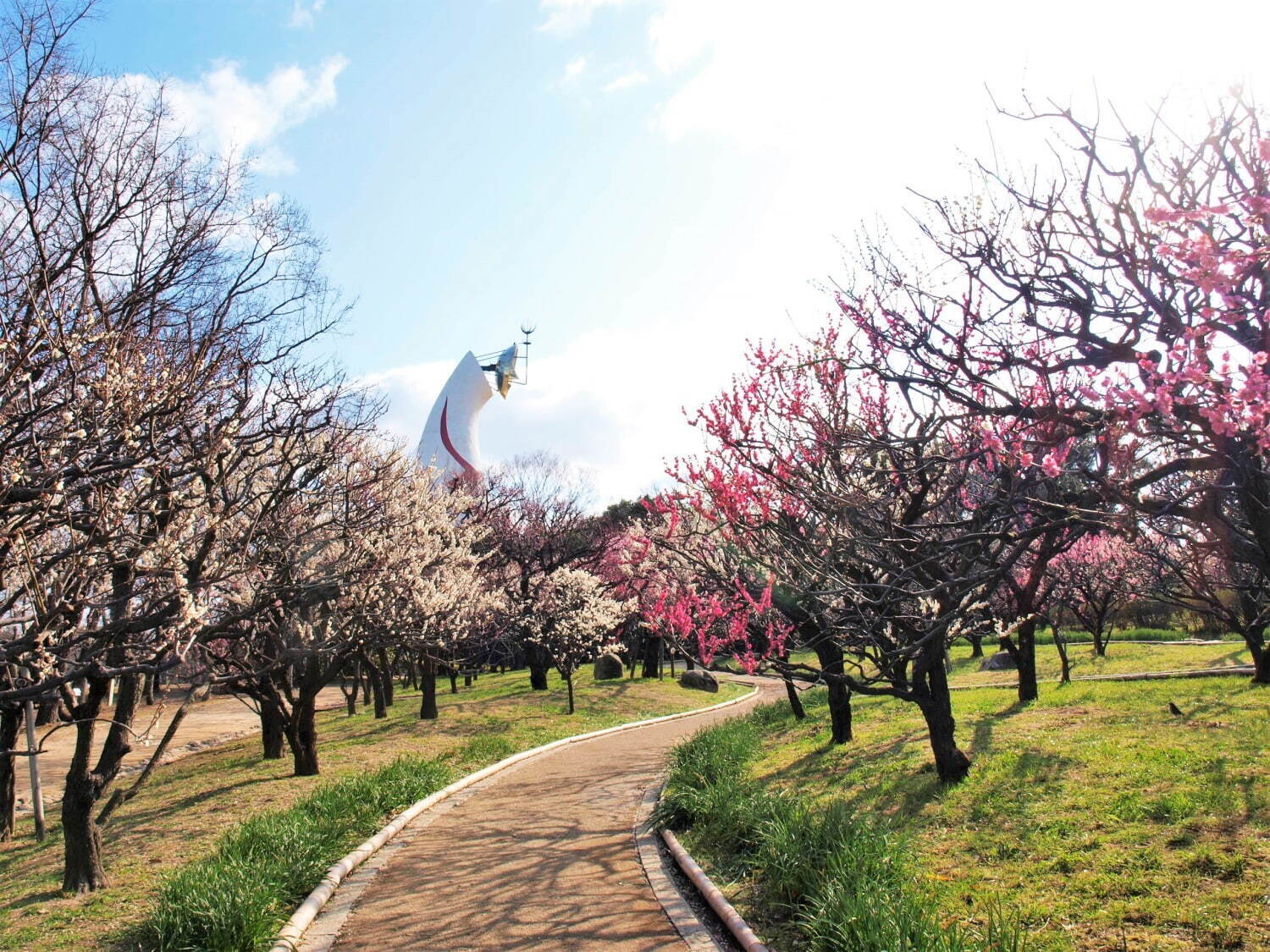 大阪「万博記念公園 梅まつり」約680本の梅が咲くイベント、チョーヤ梅酒飲み比べ＆梅スイーツも｜写真2