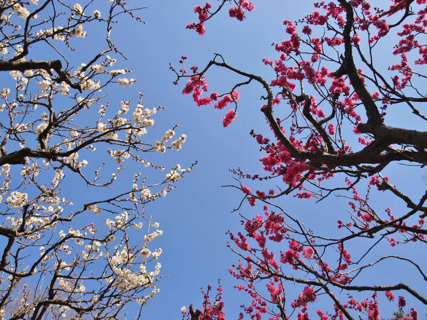 大阪「万博記念公園 梅まつり」約680本の梅が咲くイベント、チョーヤ梅酒飲み比べ＆梅スイーツも｜写真4