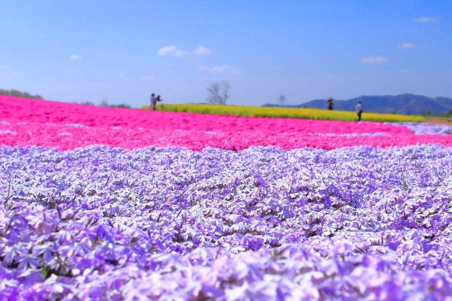 【全国の春イベント2023年】おでかけにおすすめ！東京のグルメスポット＆お花見イベントなど｜写真28
