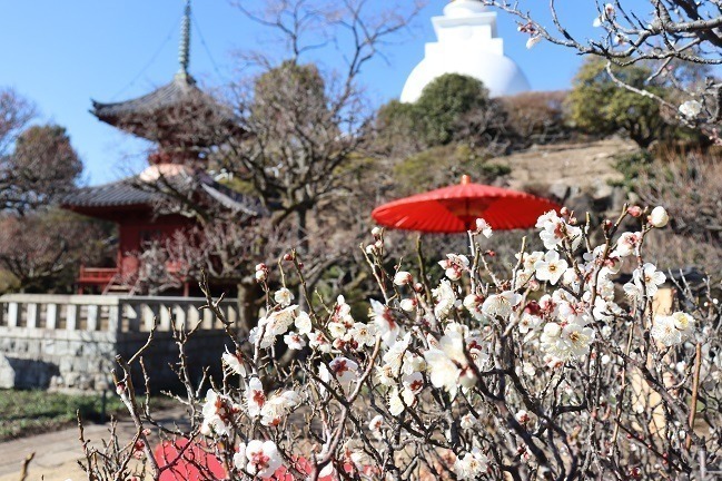 【全国の春イベント2023年】おでかけにおすすめ！東京のグルメスポット＆お花見イベントなど｜写真13