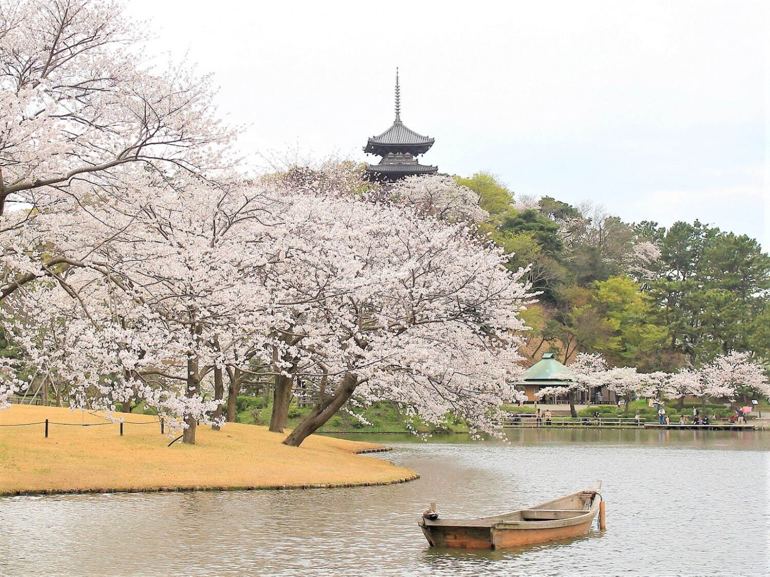 横浜・三渓園「桜めぐり」約250本の桜と歴史的建造物を眺めるお花見、夜桜ライトアップも｜写真1