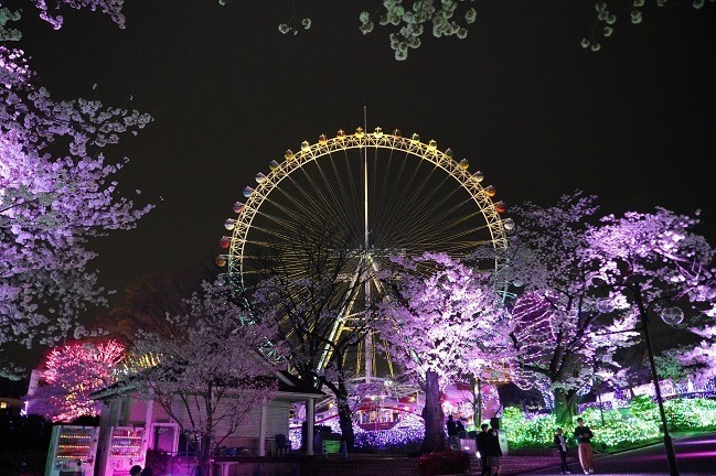 よみうりランド「夜桜ジュエルミネーション」夜空に咲く満開の桜をライトアップ、幻想的な桜並木ほか｜写真3