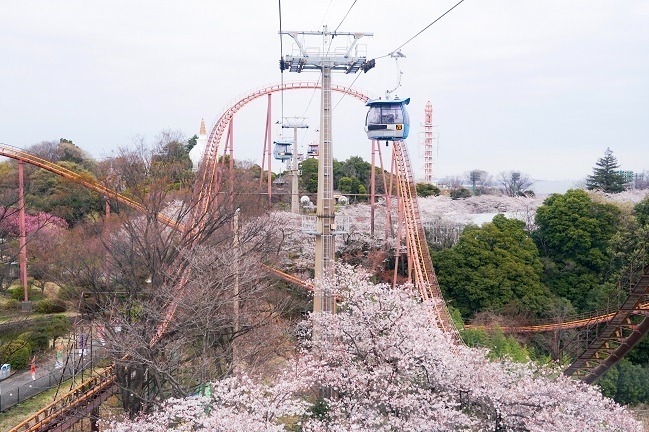 よみうりランド「夜桜ジュエルミネーション」夜空に咲く満開の桜をライトアップ、幻想的な桜並木ほか｜写真6