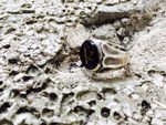 VICTORY ONYX RING  ―V　FOR　VICTORY- 2